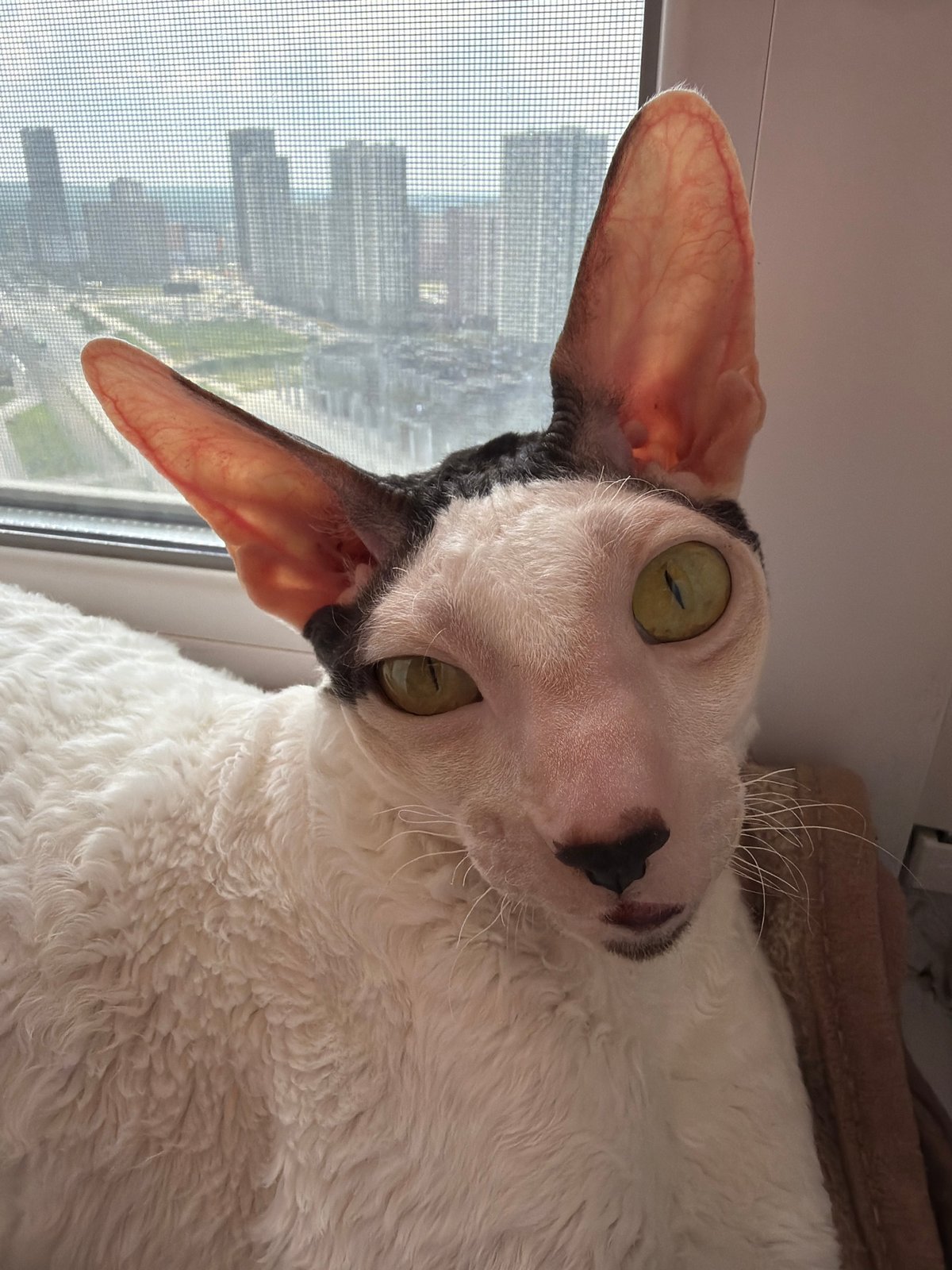 Cornish Rex cat relaxes around a Yekaterinburg apartment