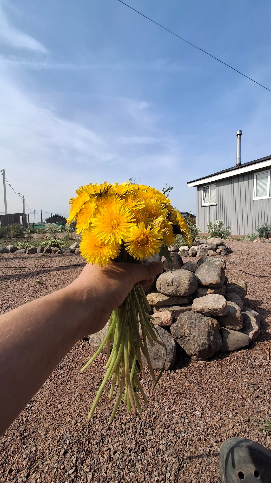 Woman gardens and gathers dandelions in Kempelevo, Russia