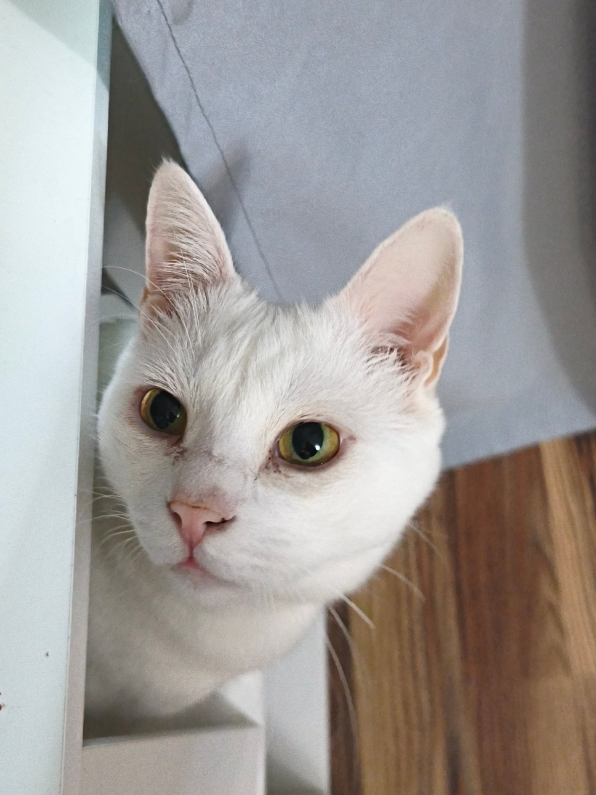 White cat's afternoon activities documented in Sevastopol home