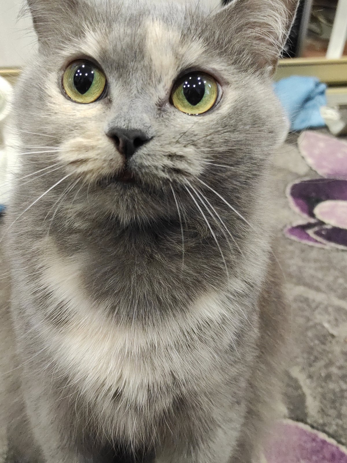 Young women take selfies with cats in Chaikovsky