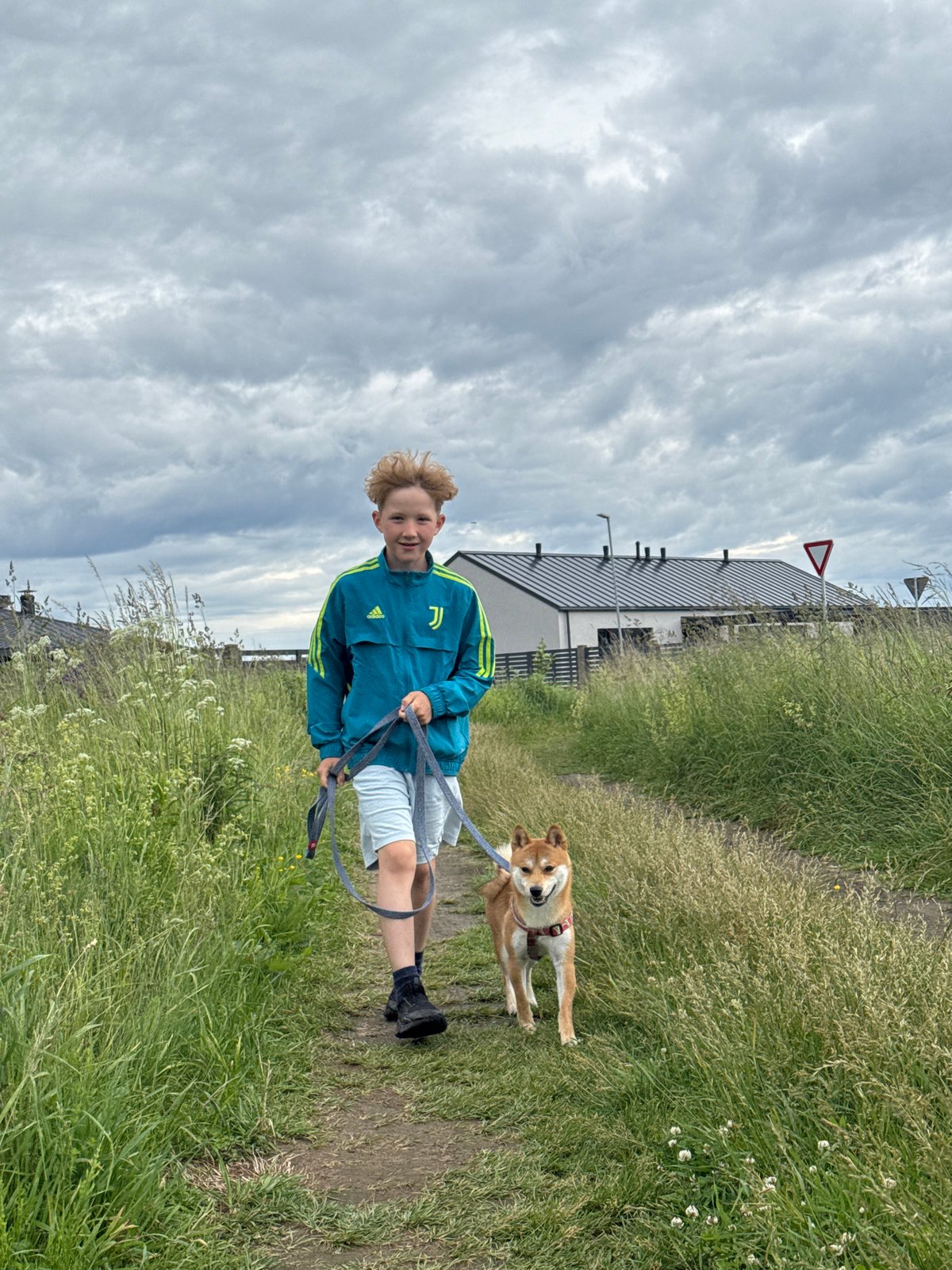 Afternoon walk with a Shiba Inu through blooming Carnikava countryside