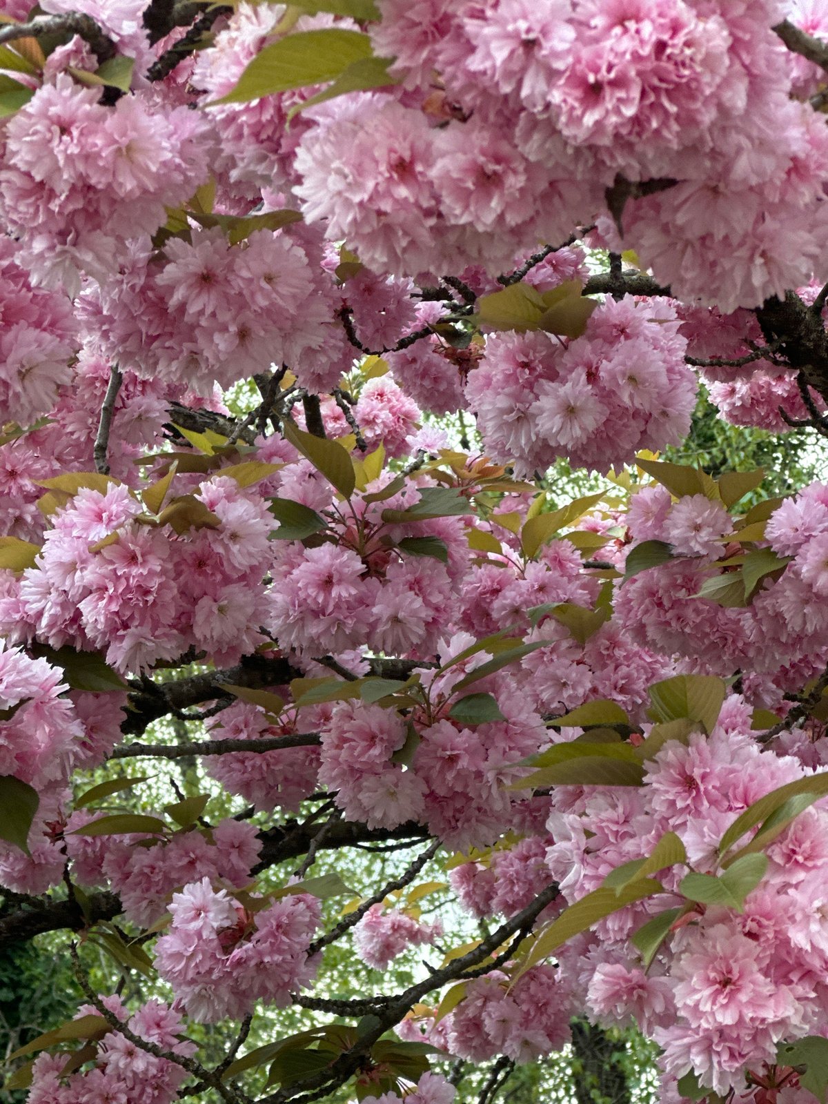 Cherry blossoms peak in Coquitlam street scenes