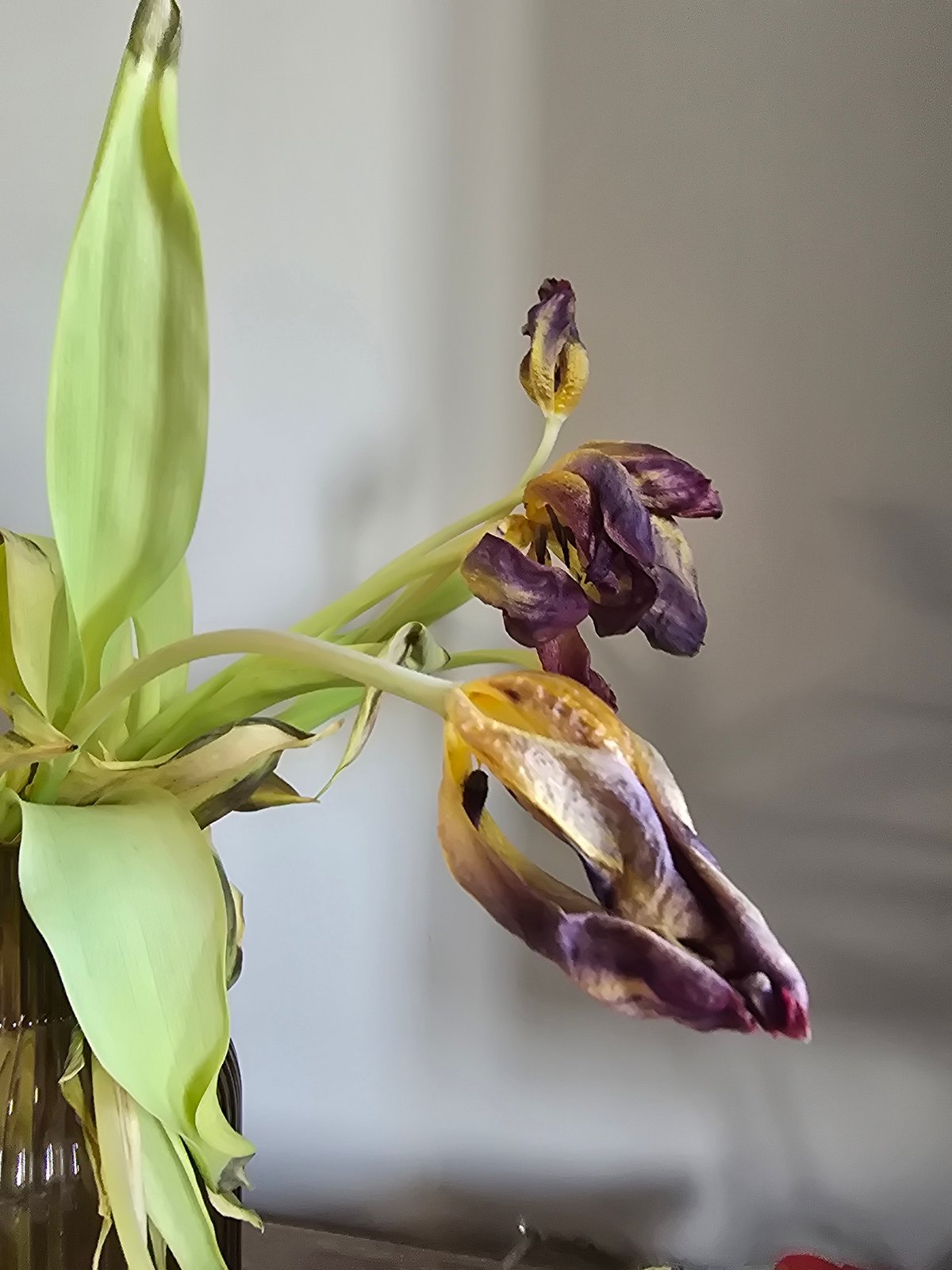 Wilting tulips observed in indoor vase display