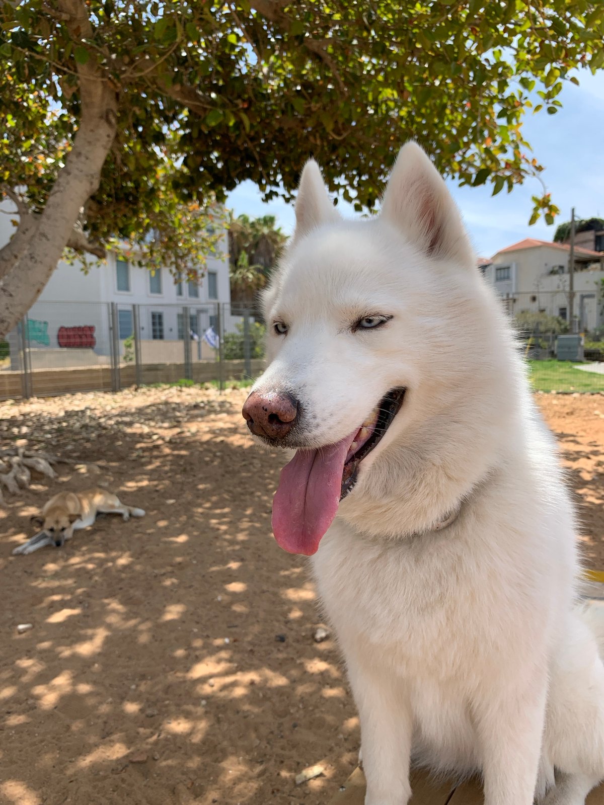 Dogs play in Tel-Aviv park on sunny morning