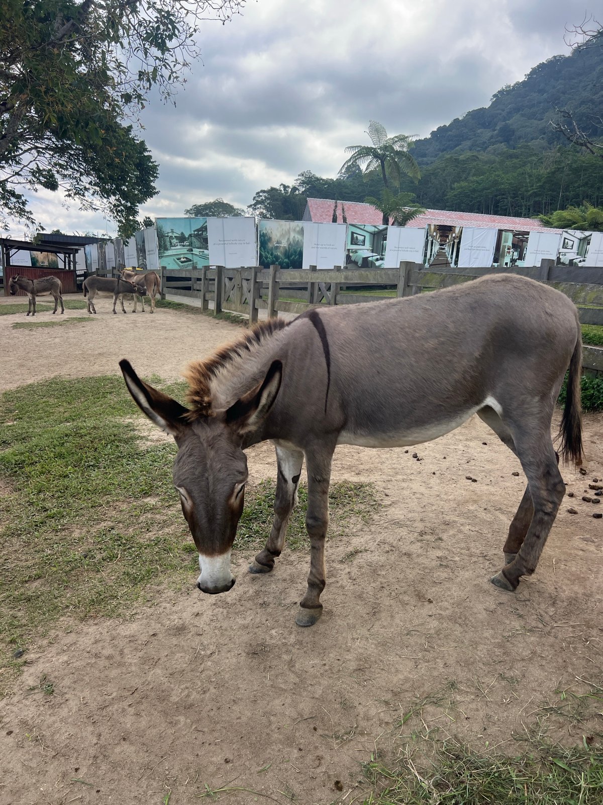 Donkeys and a quirky statue at a Sukasada attraction