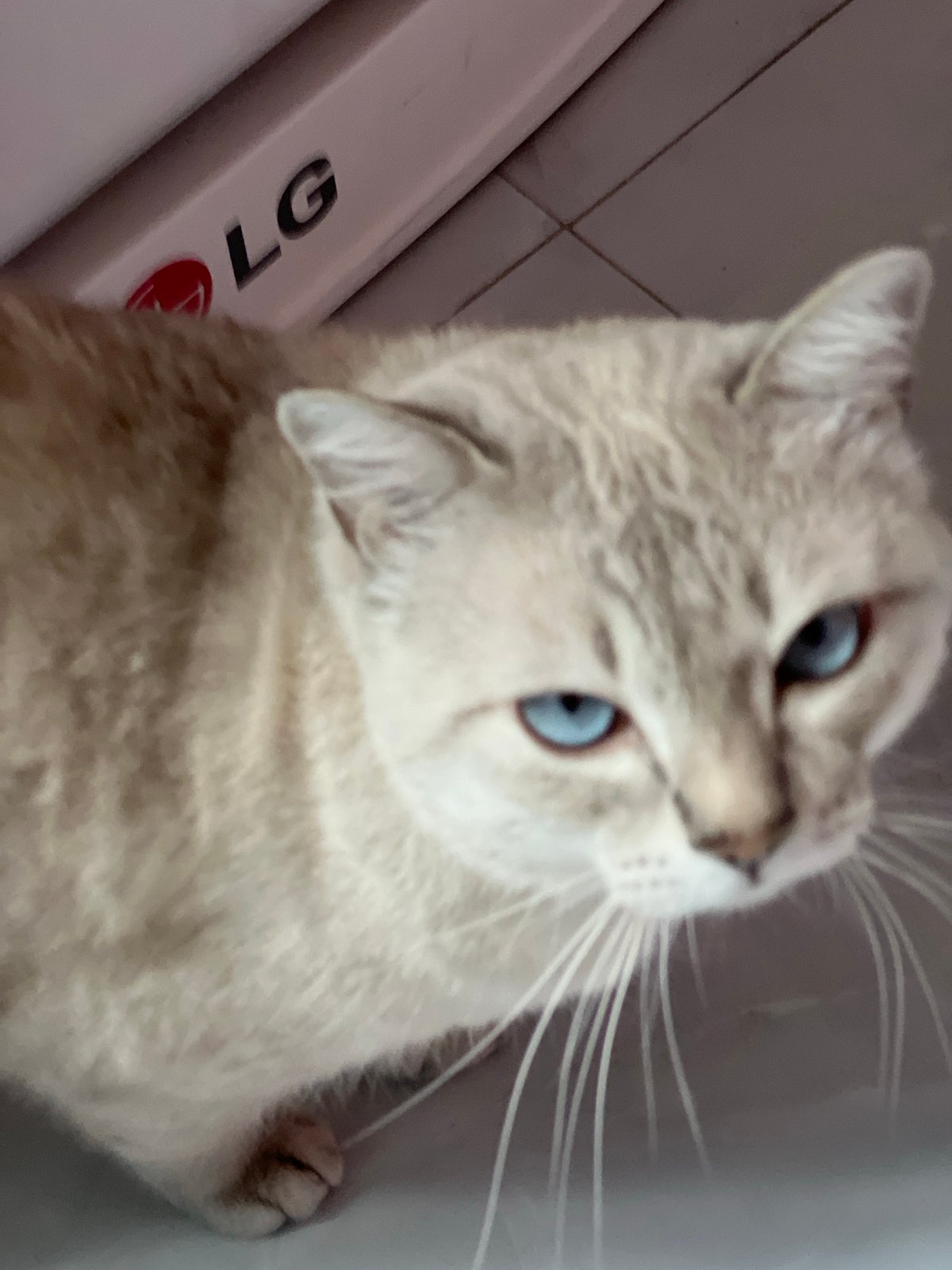 Blue-eyed cat documented in 11 memories over 8 minutes