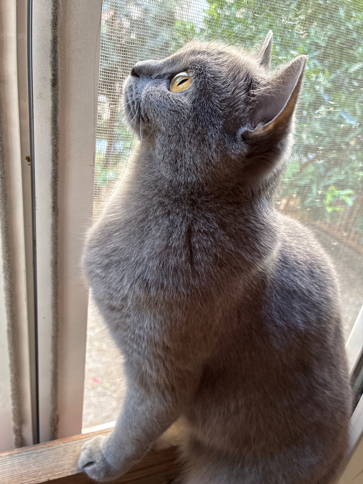 Gray cat on a windowsill in Alanya, watching the world outside.