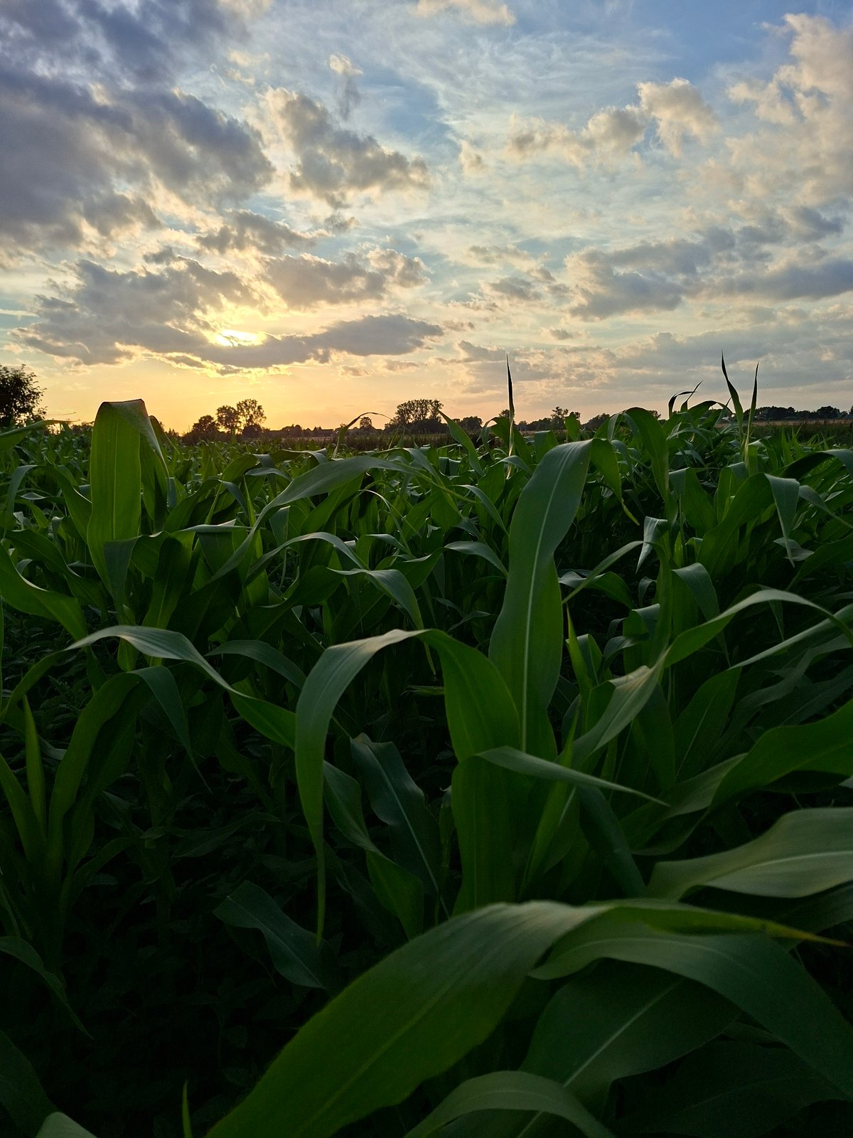 Golden-hour cornfield with dramatic cloud cover at sunset