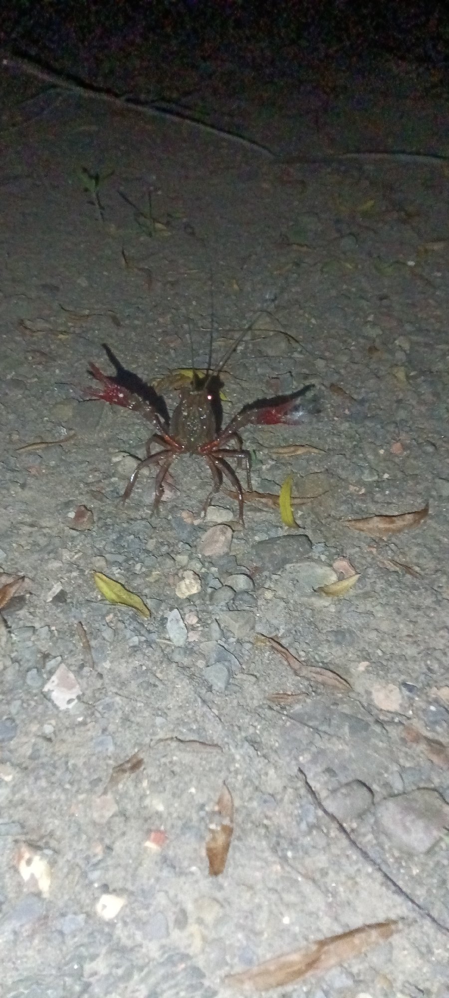 Crayfish spotted moving across gravel surface in Clarksville