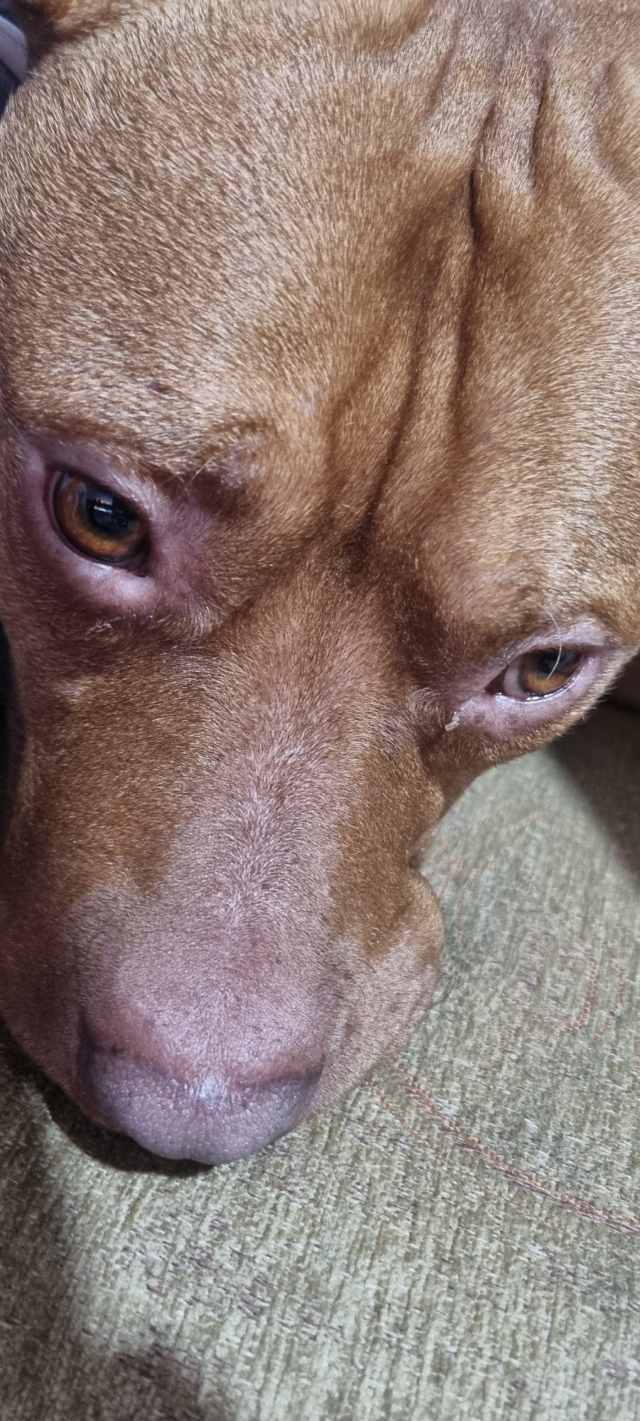 Dog rests on couch during quiet afternoon indoors