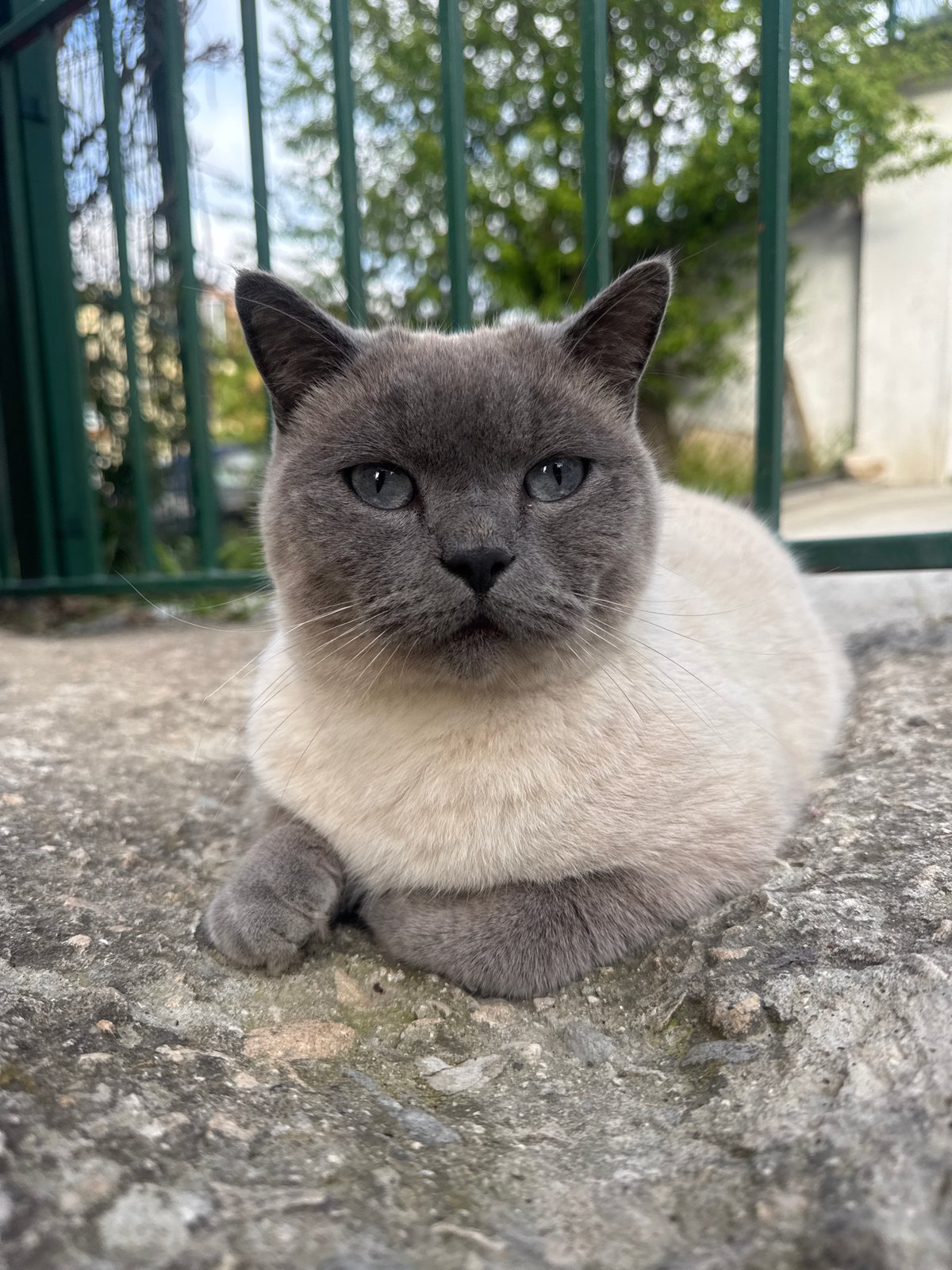 Cat spotted resting on stone surface in Varna