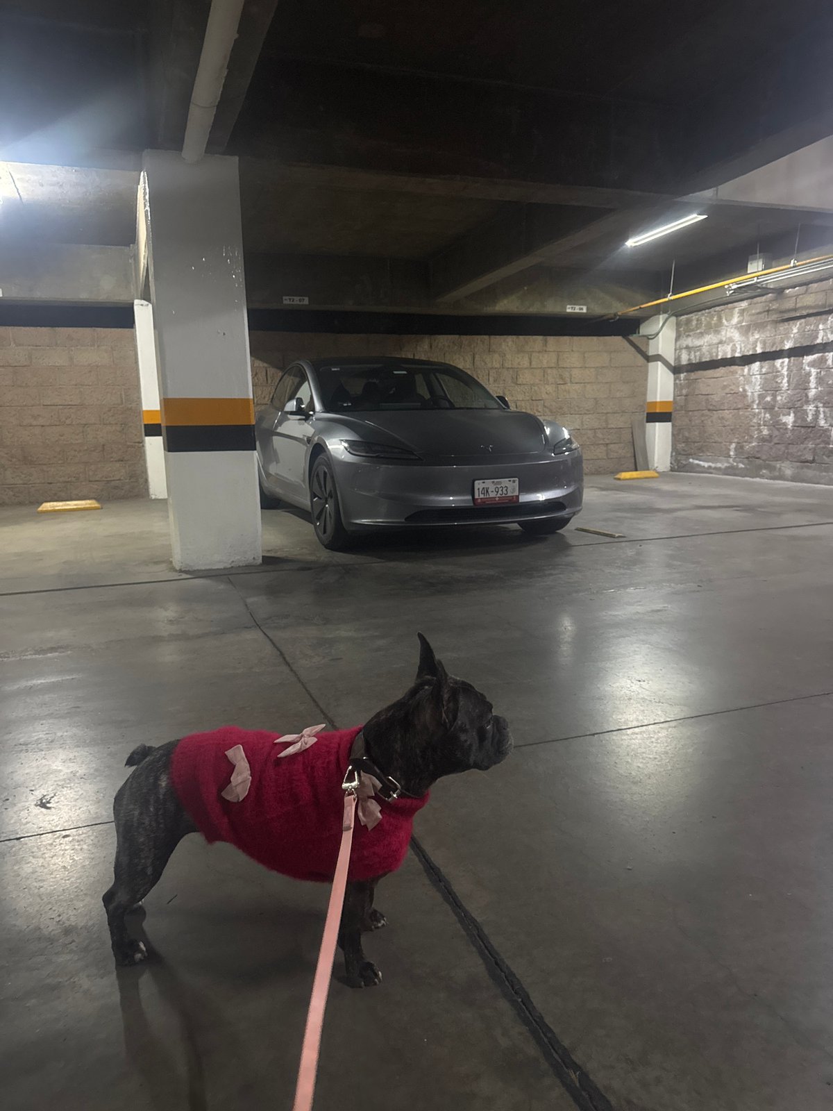 Dog in red sweater spotted near Tesla in Mexican parking garage