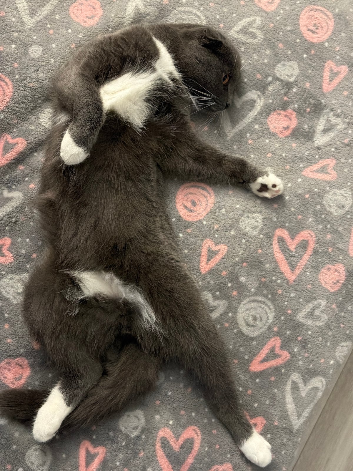 Cats lounging on a heart-print blanket in Chaikovsky, Russia