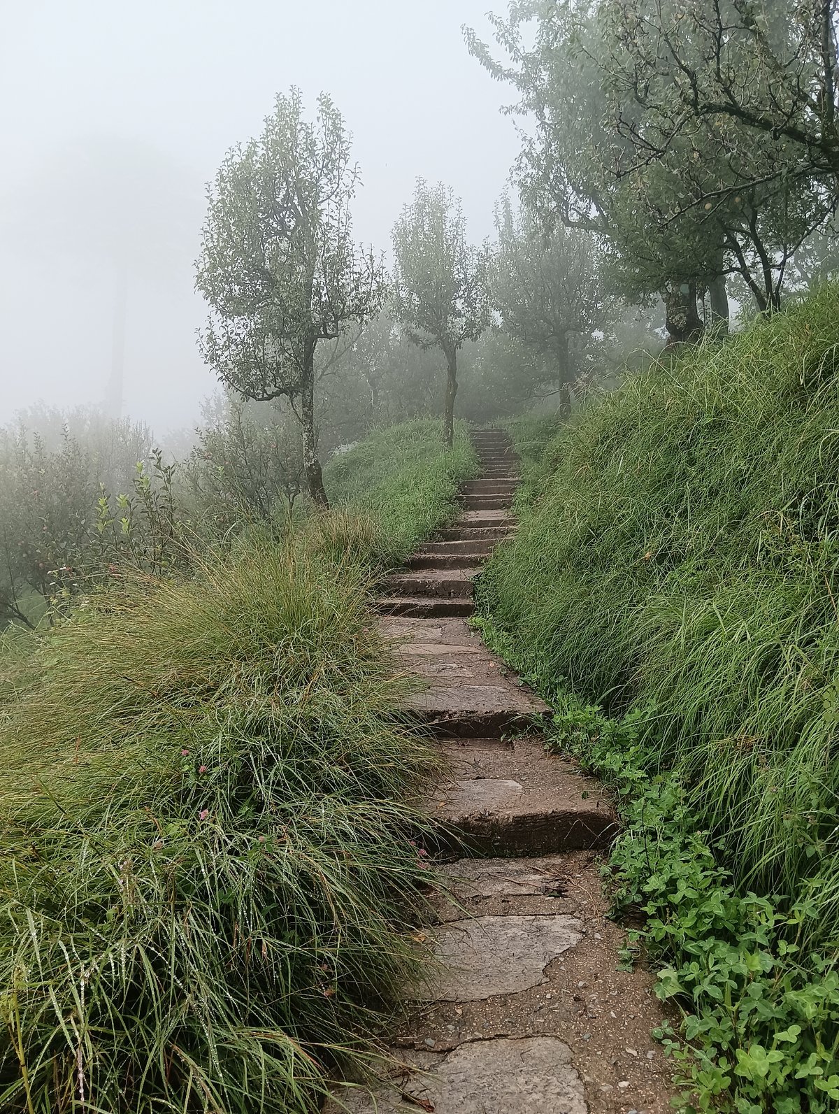 Foggy morning in Chhyal's hillside paths and misty valleys
