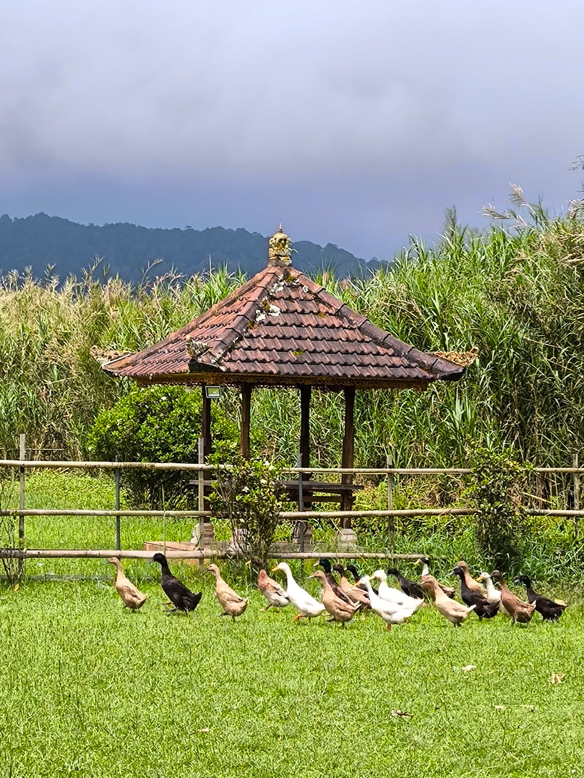 Early morning documentation of Bedugul lake district and farms