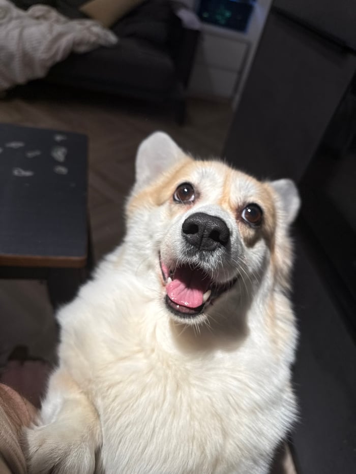 Krasnoyarsk resident documents corgi, coins, icons in early morning session