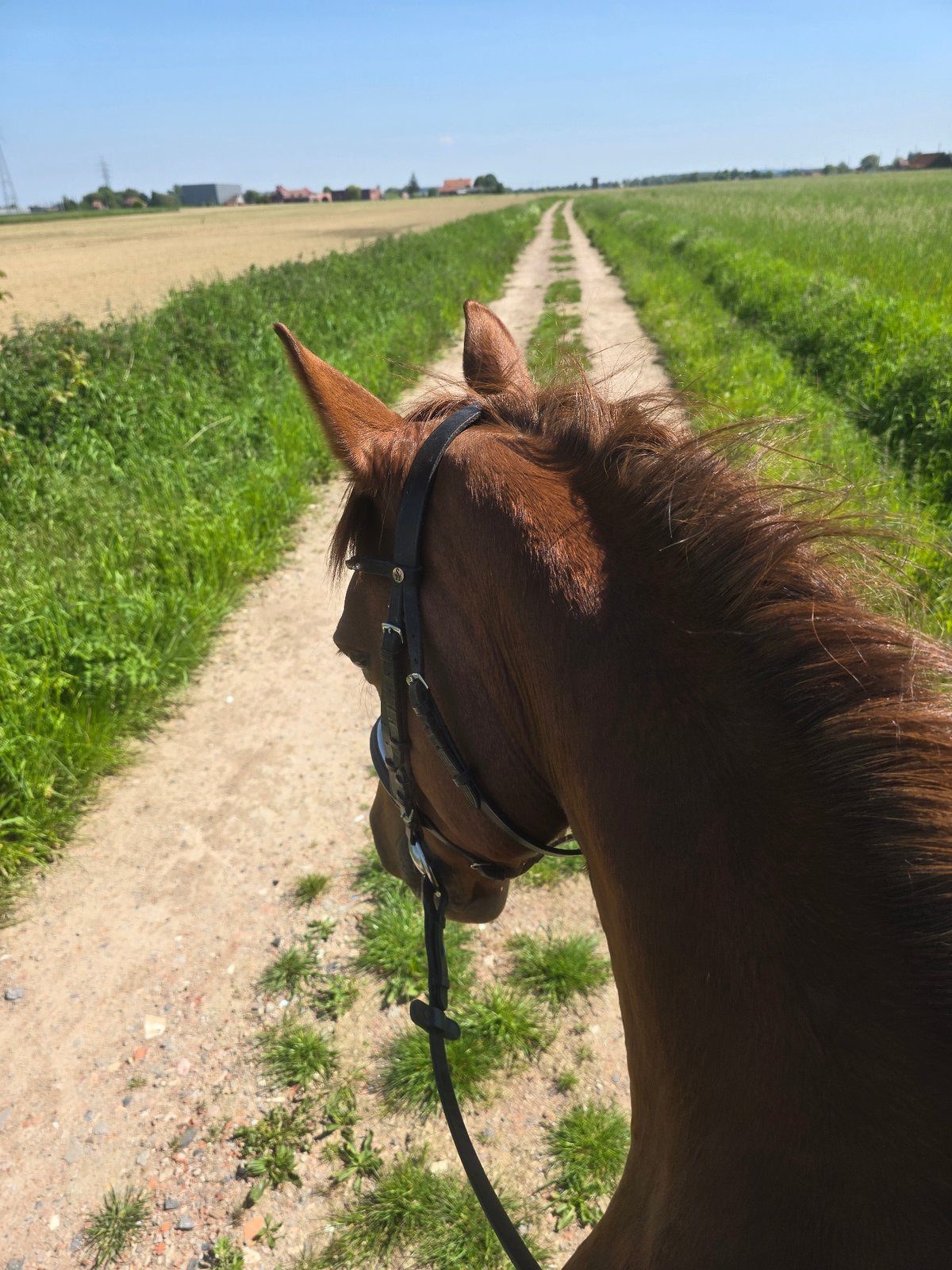 Horseback rider travels rural dirt path in Belgium