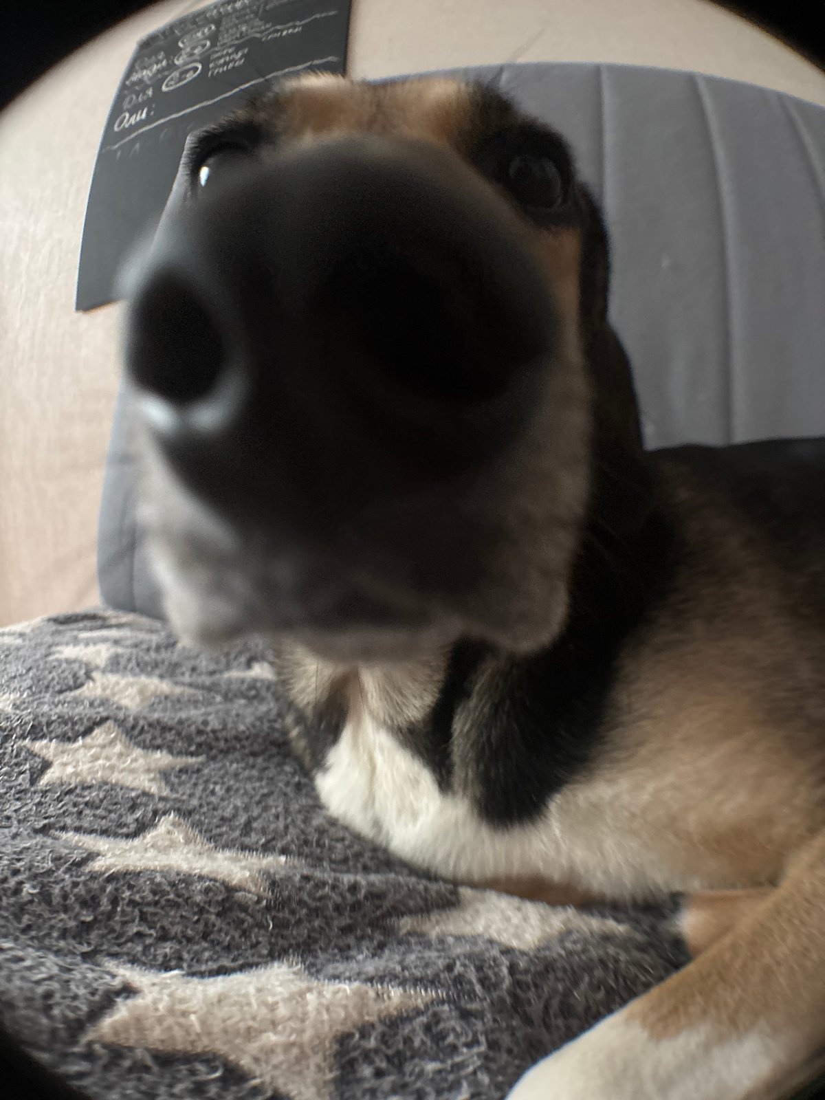 Pets and trinkets: close-up home photography in Saint Petersburg