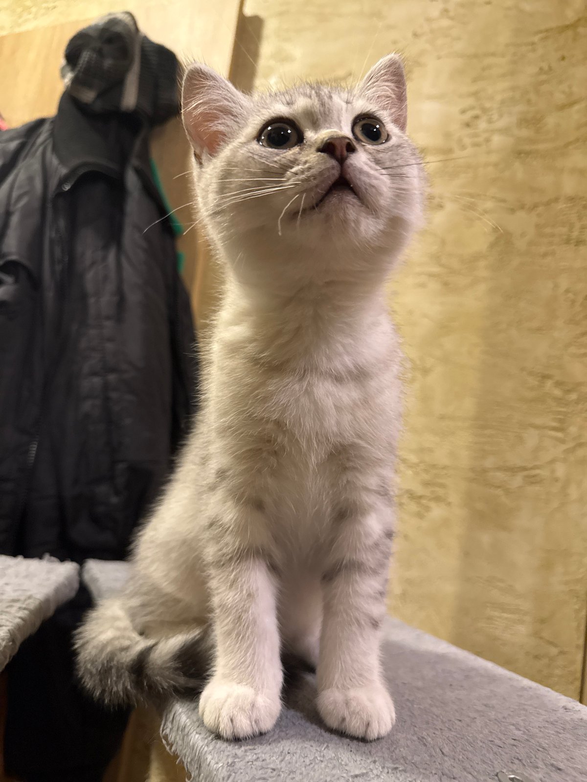 Kittens play and groom on cat furniture in Sofia