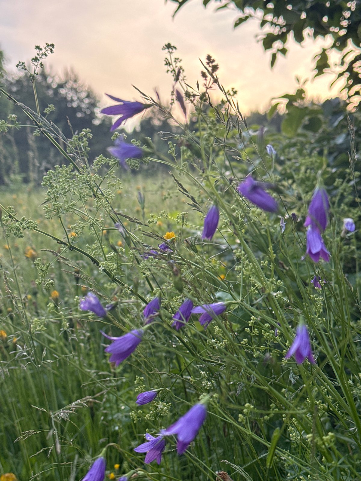Golden hour field exploration with wildflower macro photography session