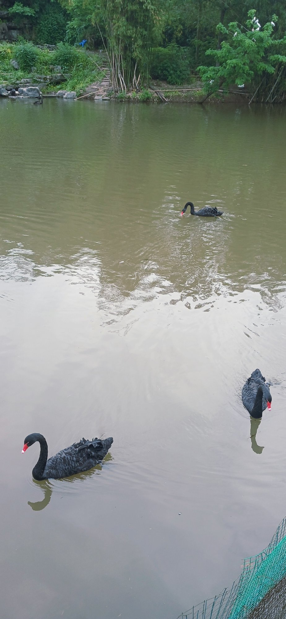 Black swans, grandfather and child enjoy morning at Chongqing park