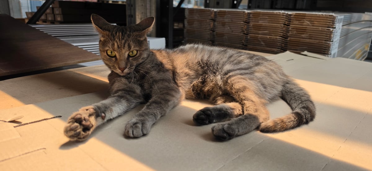 Tabby cat lounging on cardboard in a sunlit warehouse