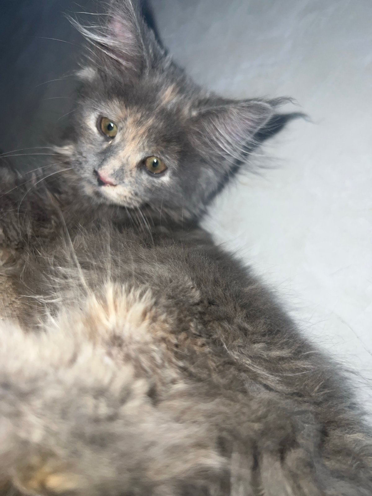 Maine Coon cats and kittens lounging indoors, all fluff and ears.