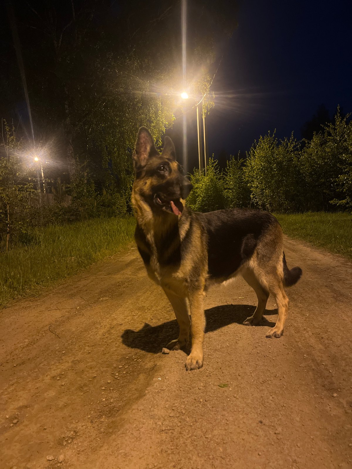 Dogs and cat observed during evening hours in Nizhny Tagil