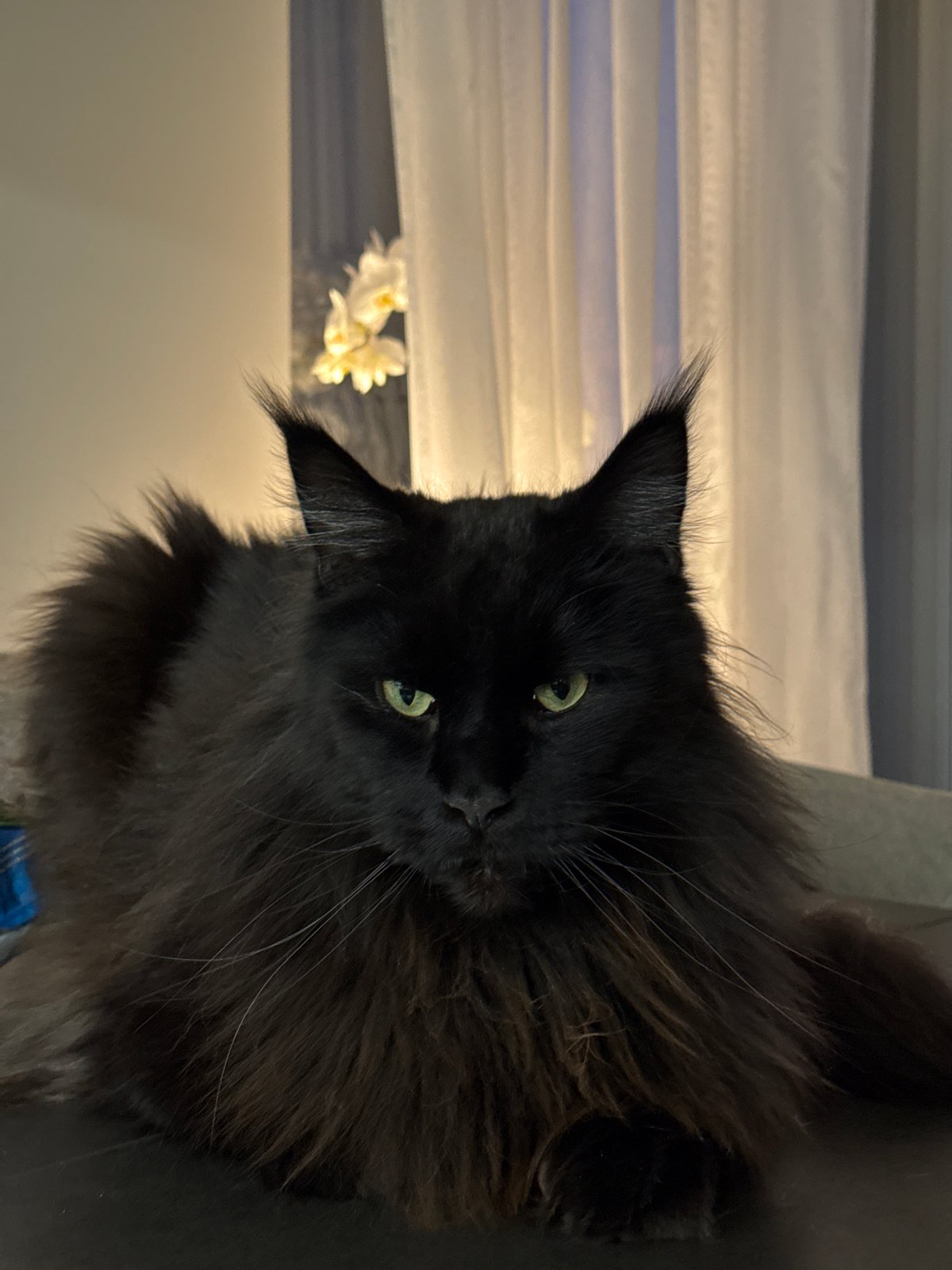 Ulbroka resident documents cat, evening skies on May 7