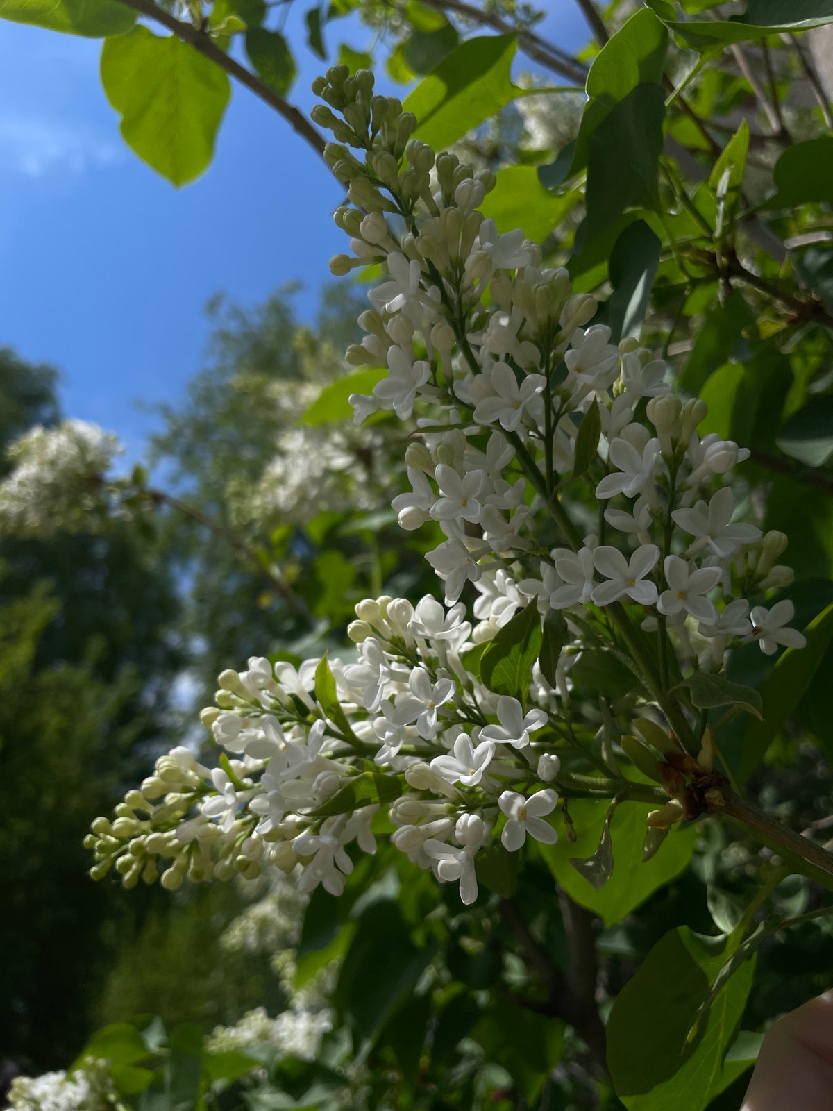 White lilacs bloom under clear skies in Izhevsk