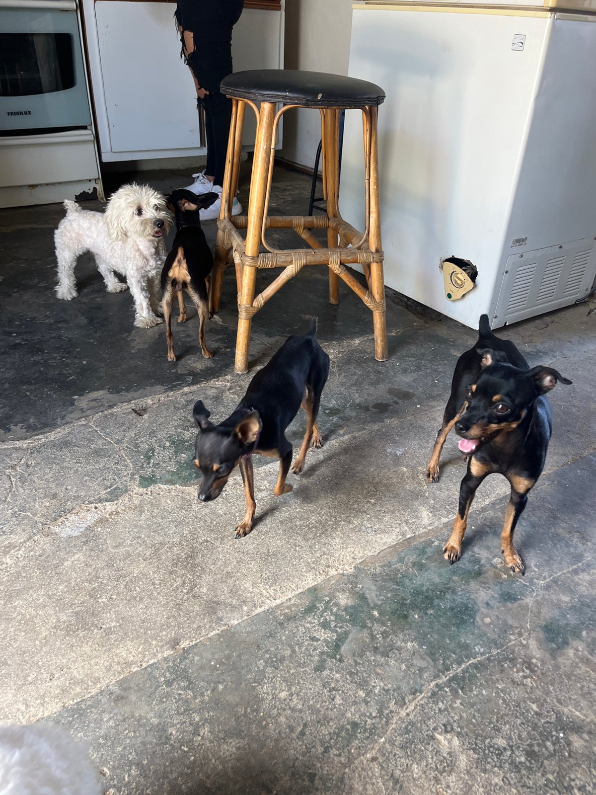 A lively pack of dogs at a home in Juan Griego