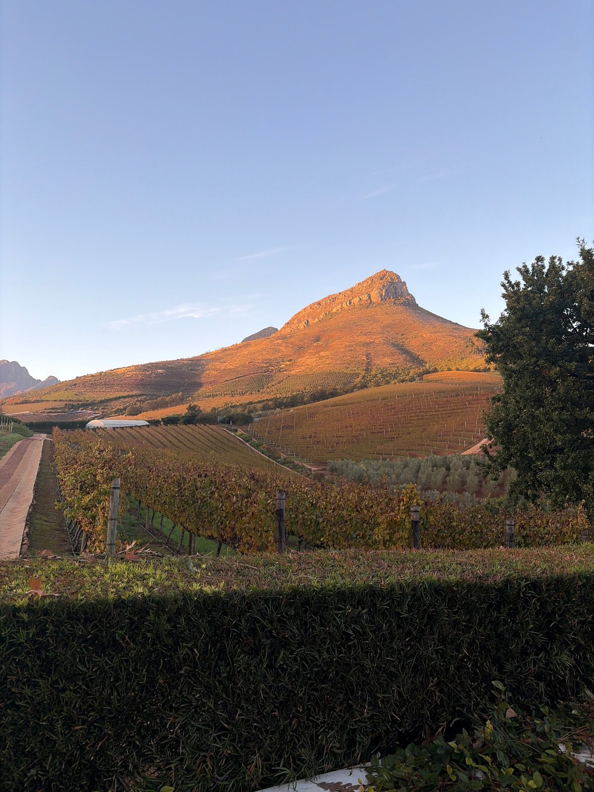 Dawn vineyard scene captured in Stellenbosch, South Africa