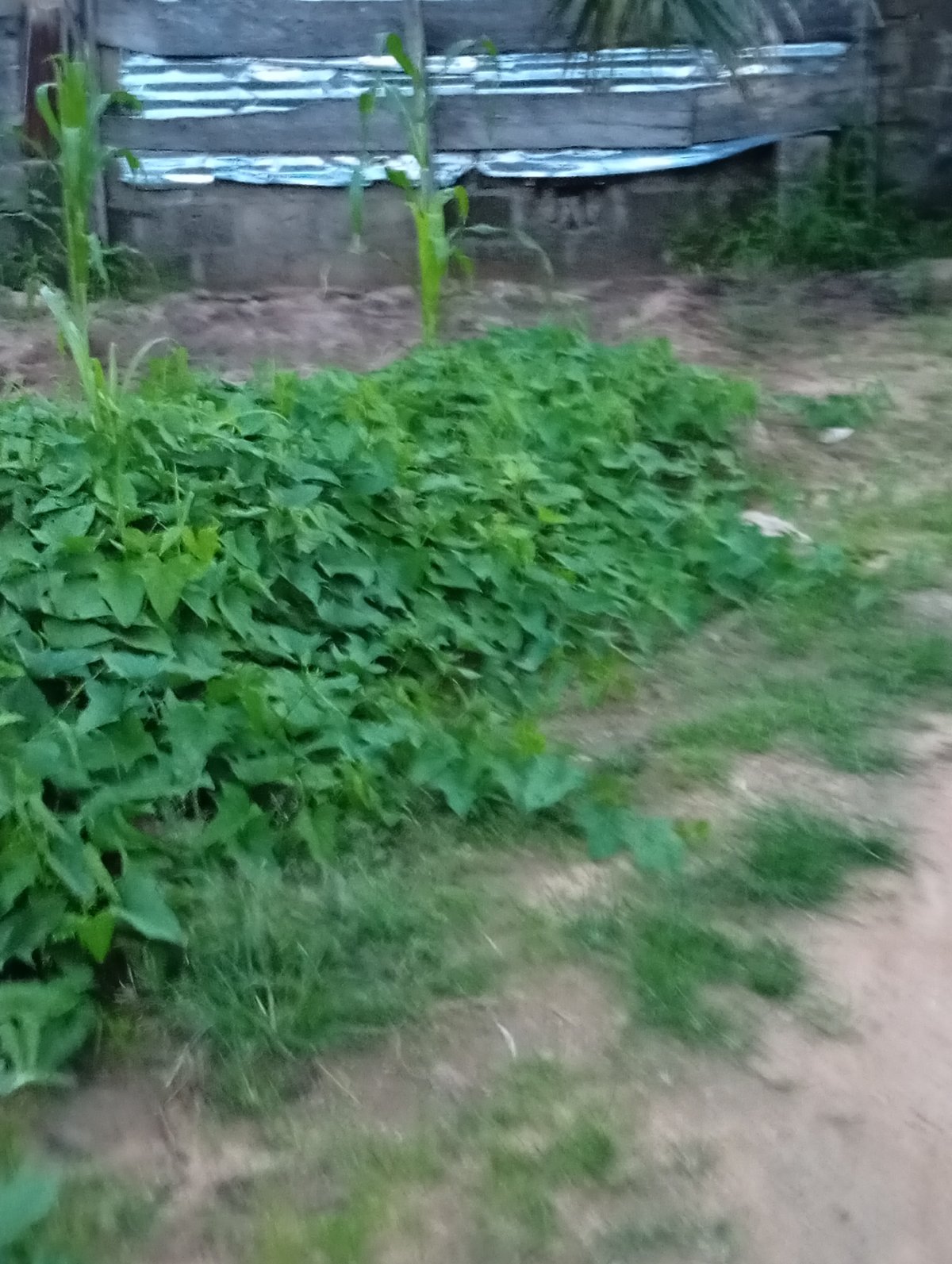 Yards, crops, and palm trees across Jalingo, Nigeria