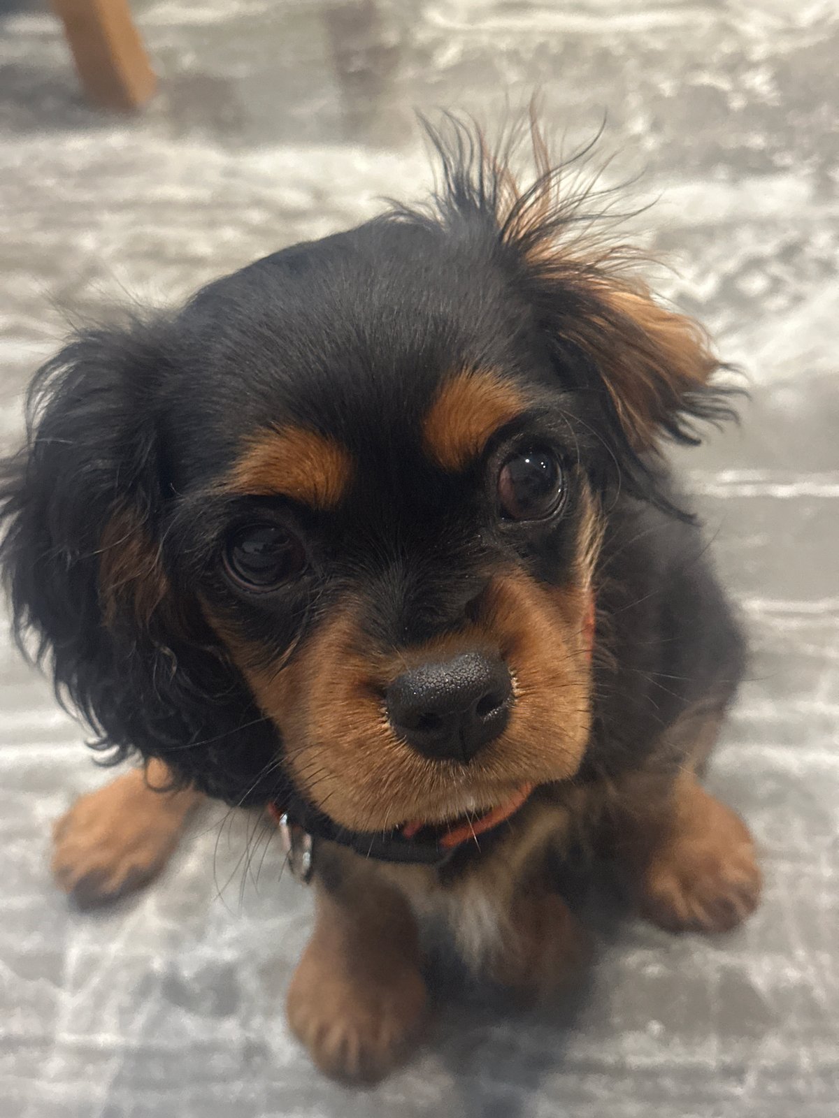 Cavalier King Charles Spaniel puppy spotted on marble floor