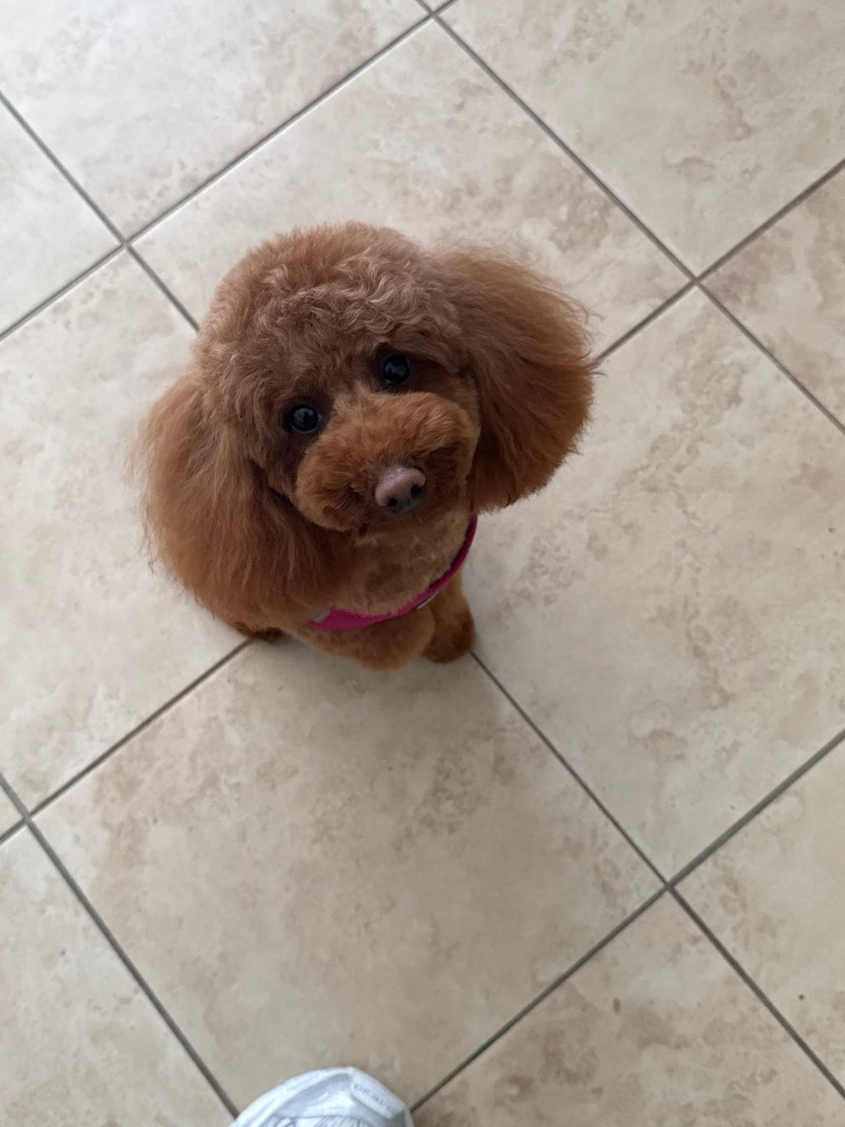 Brown poodle in pink collar spotted in Kichevo, Bulgaria