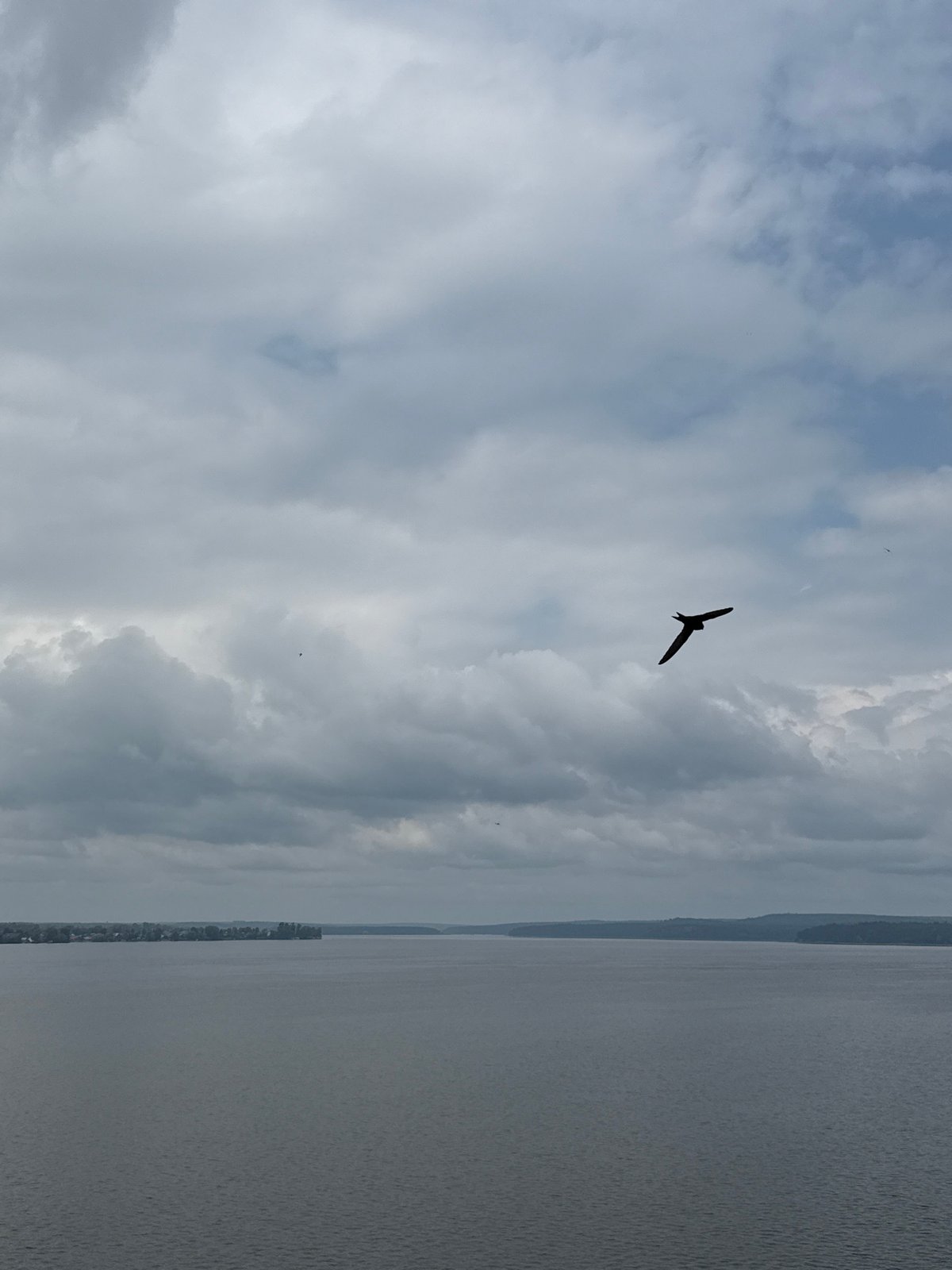 Birds in flight over a calm Votkinsk reservoir on an overcast morning