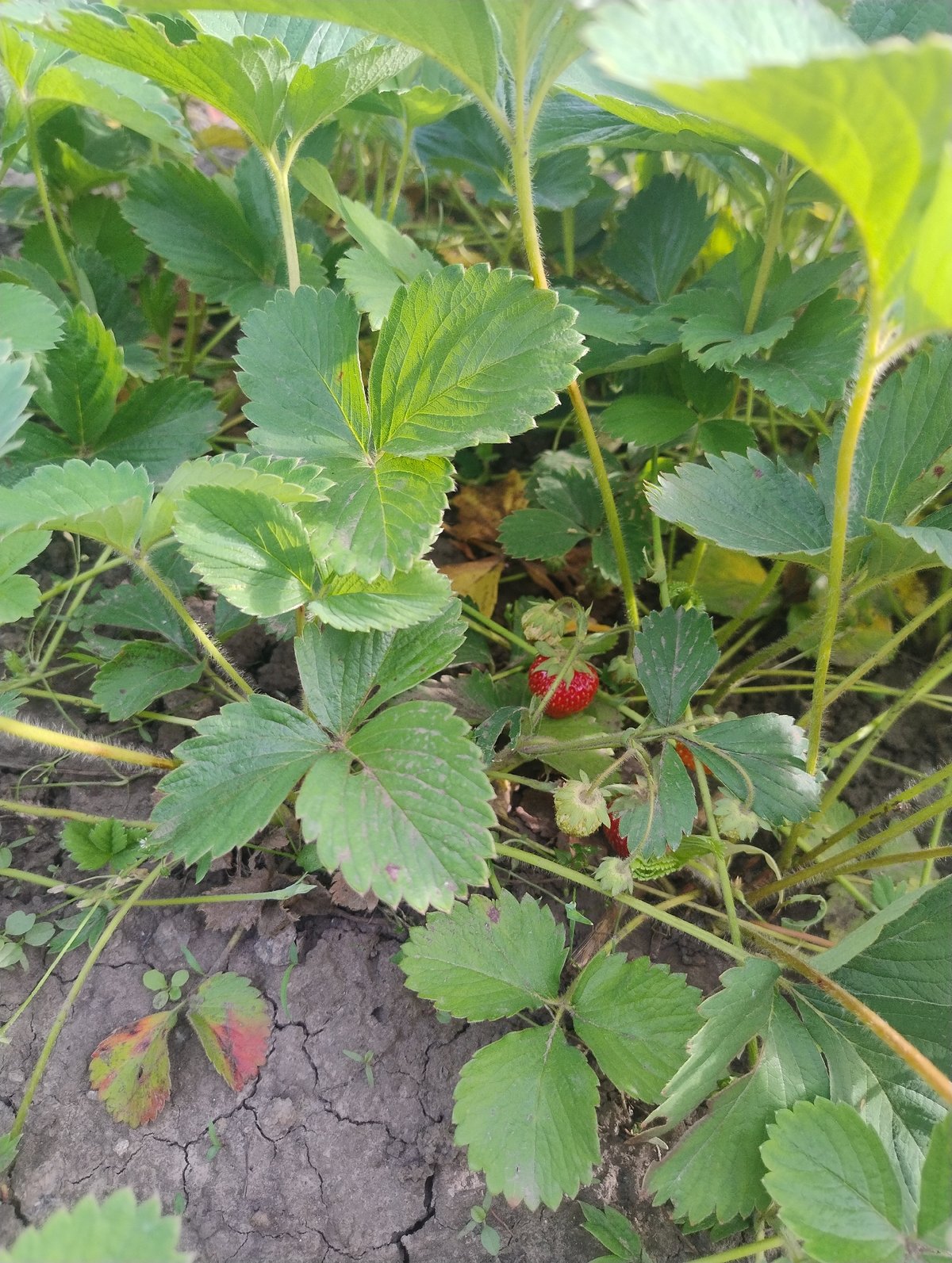 Garden documentation shows diverse flowering plants in Kropyvnytskyi, Ukraine