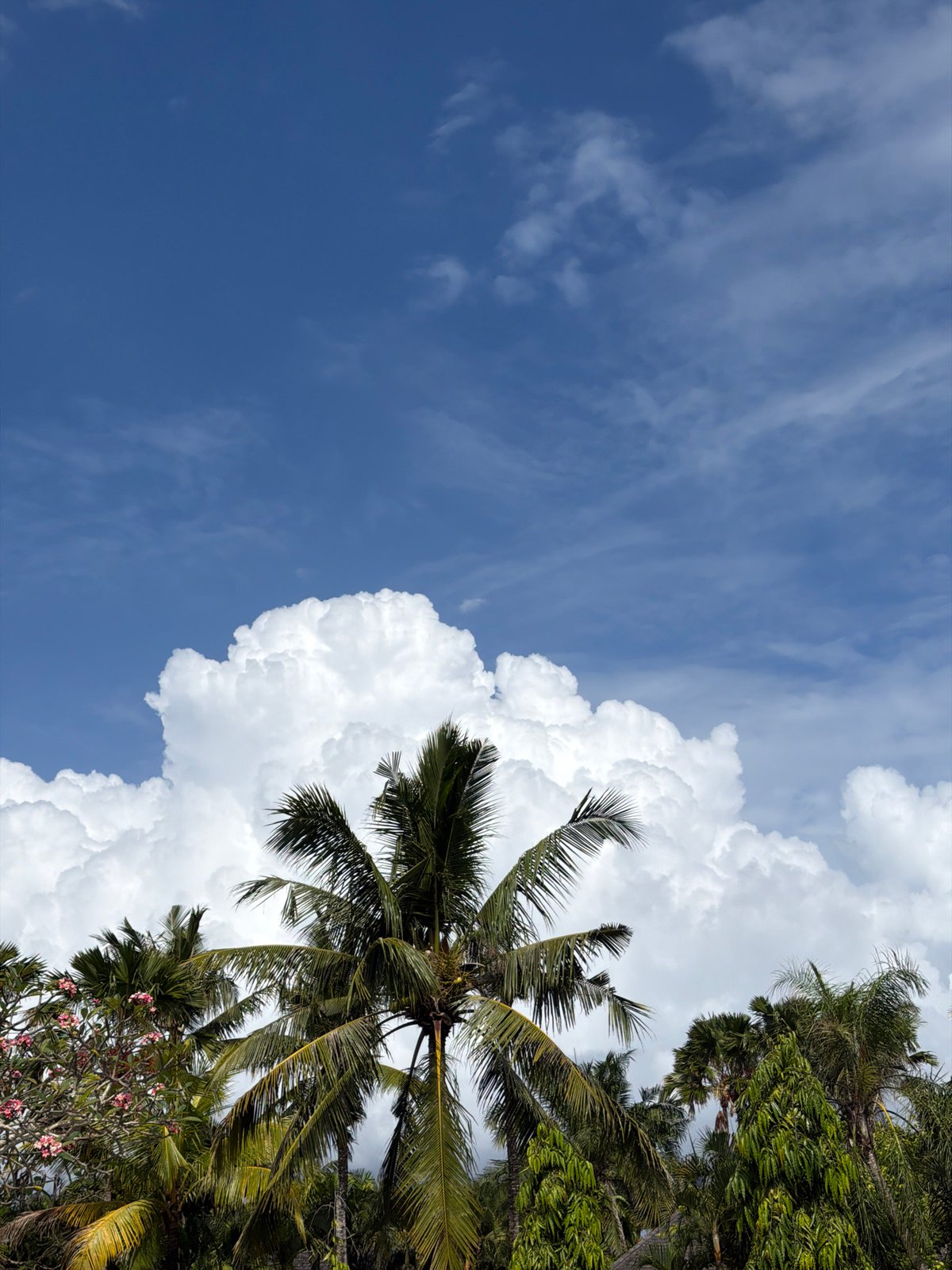 Morning sky and vegetation photographed in Kuta Selatan