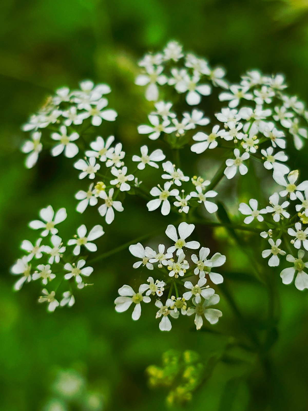 Spring wildflower documentation during Warsaw park walk captured