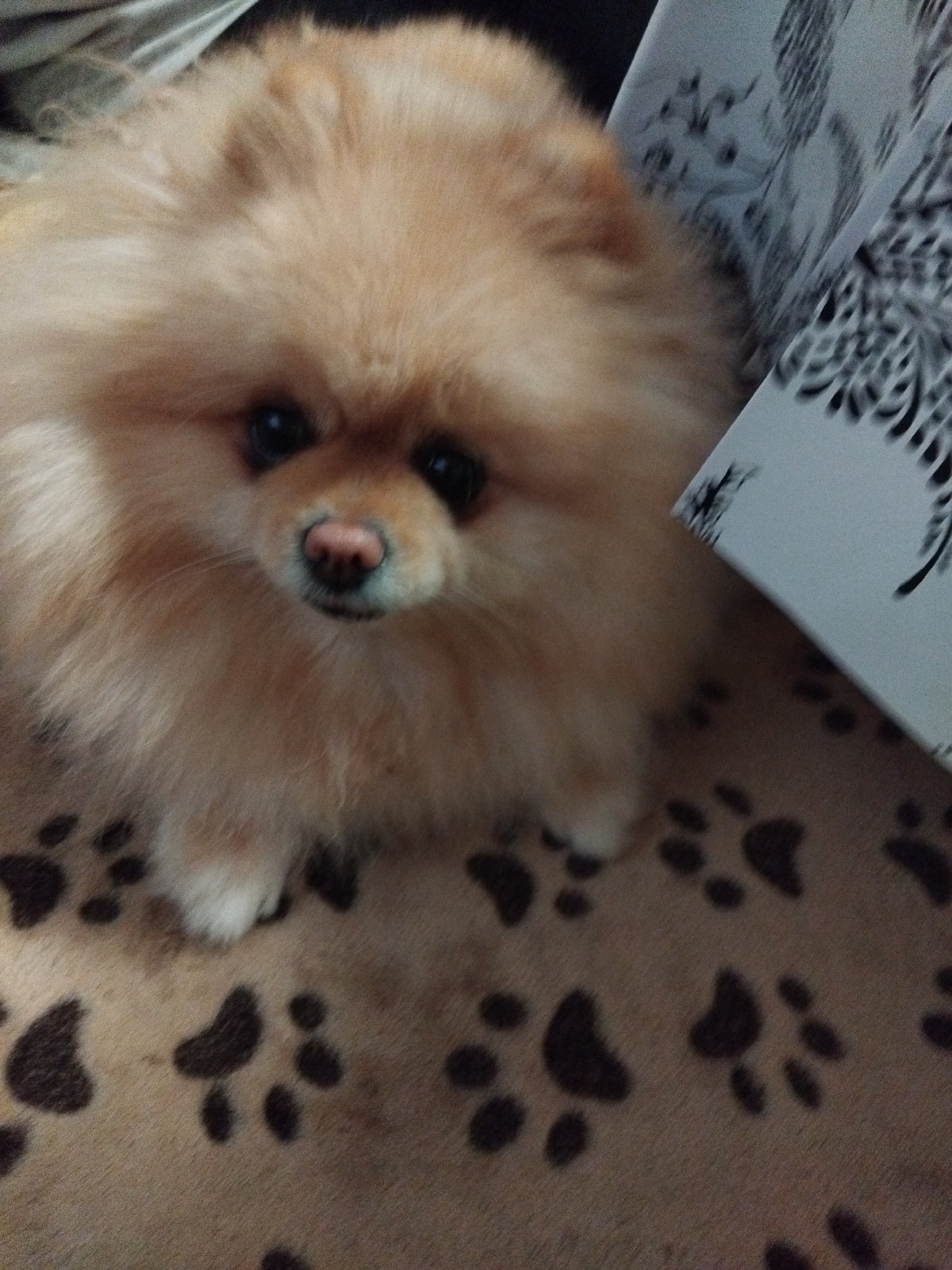 Pomeranian dog photographed resting on patterned surface in Bulgaria