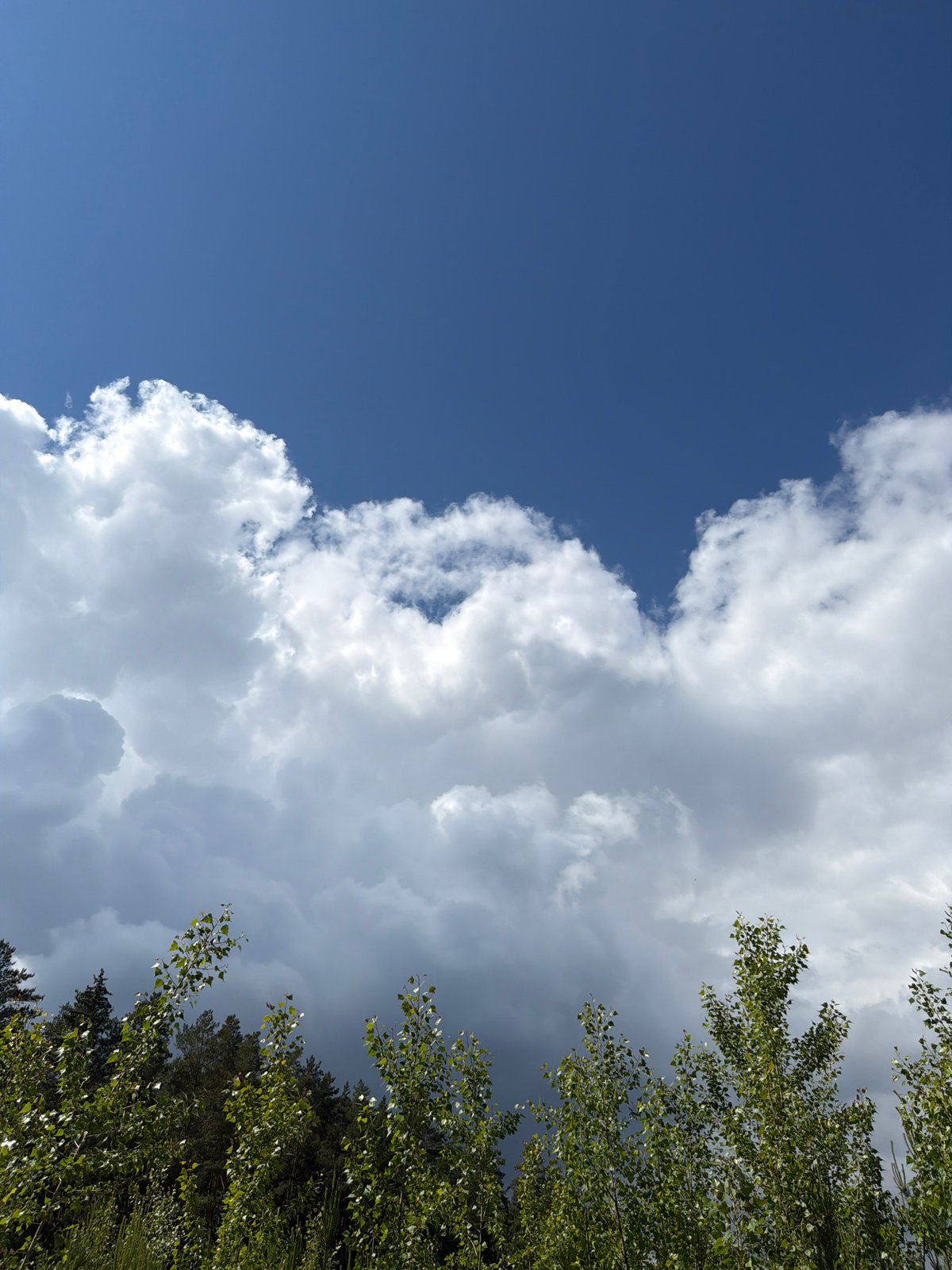 Clear blue skies documented over Russian forest canopy