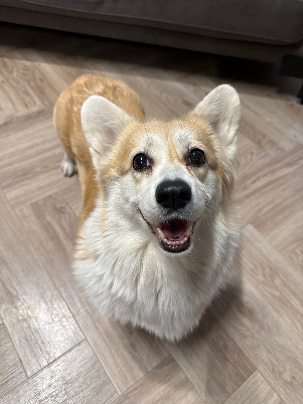 Excited Corgi photographed multiple times in Krasnoyarsk home