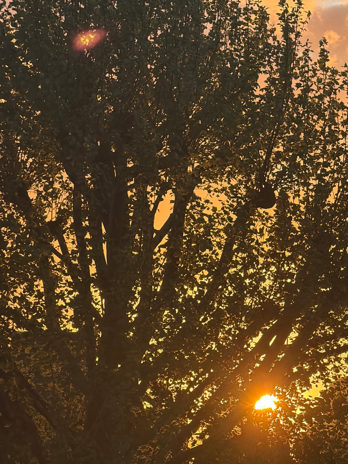 London tree canopy photographed during vibrant golden hour sunset
