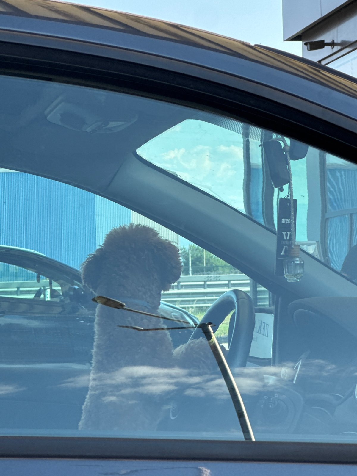 Poodle spotted behind wheel in parked car in Bulgaria