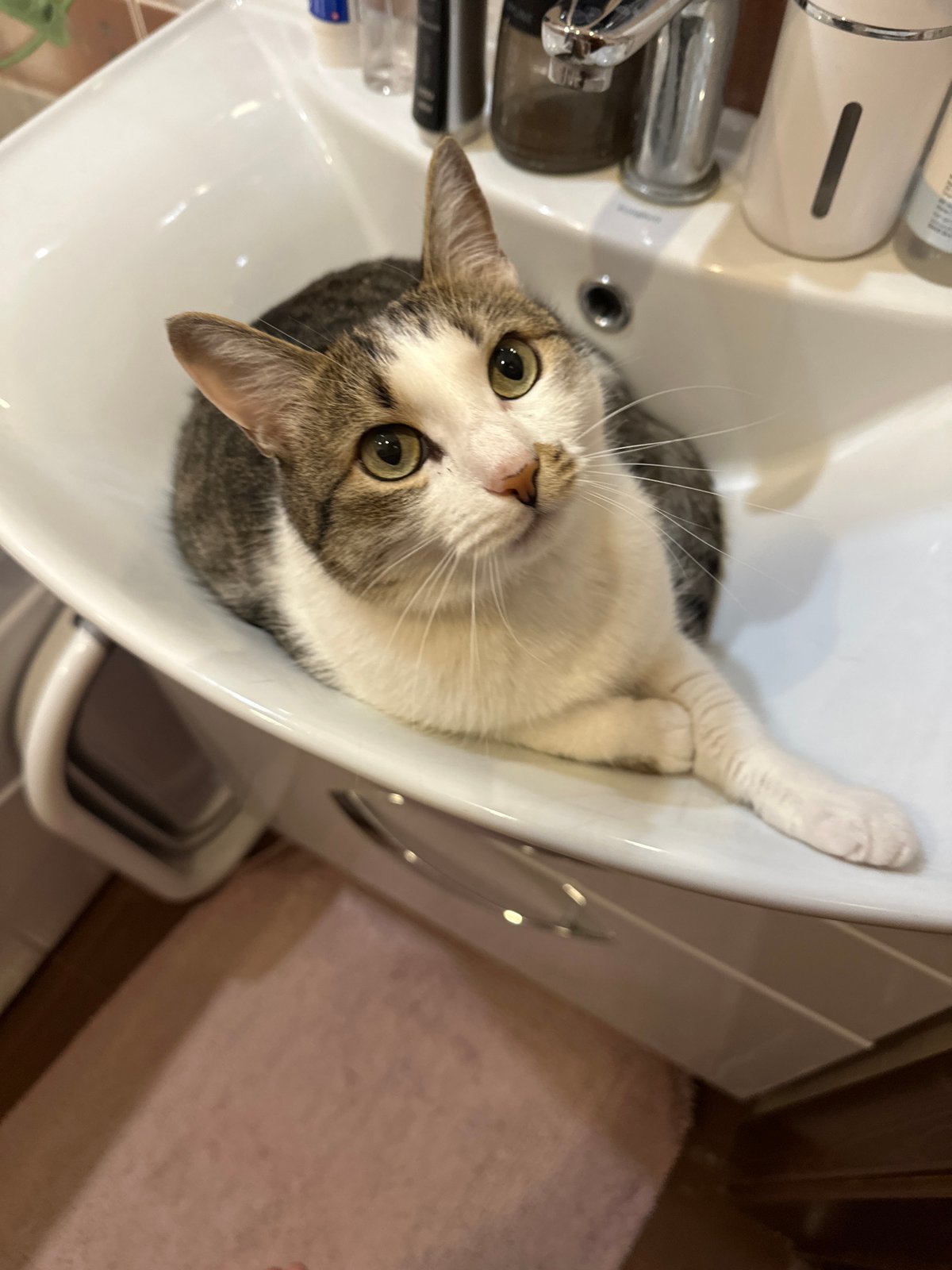 Cat sits in bathroom sink in Krasnoyarsk, Russia