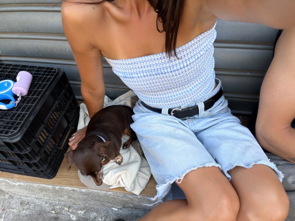 Dogs out and about at a Tel Aviv café midday