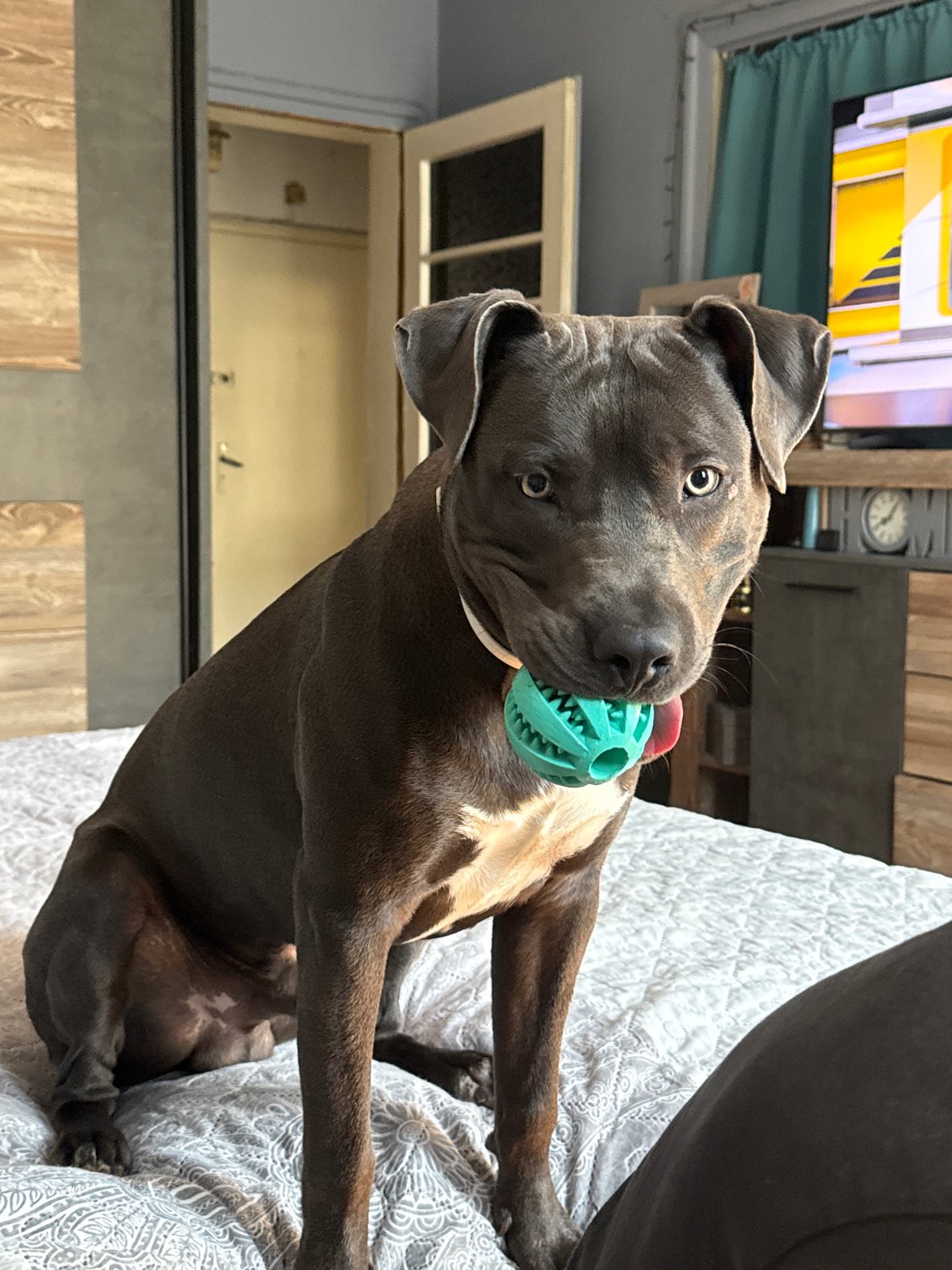 Pit bull relaxing at home in Varna, festive mug nearby