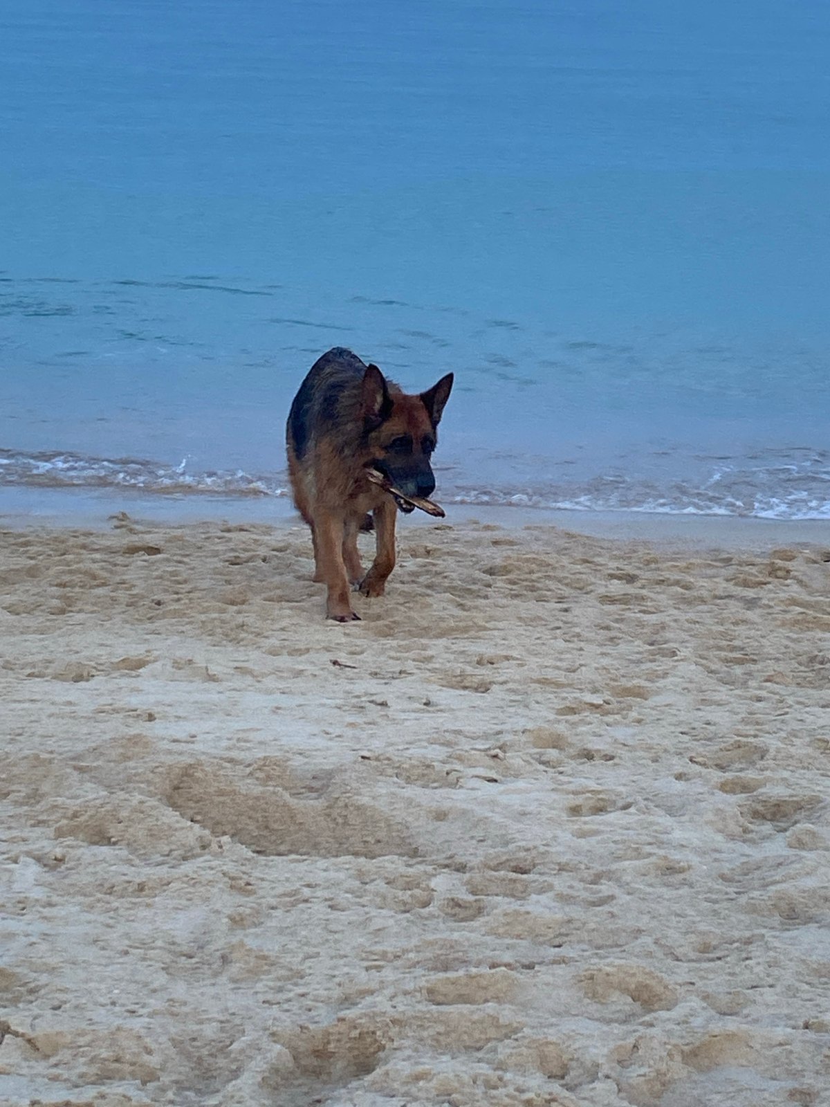 Dogs, graffiti boulders, and beach vibes at Baan Lamai