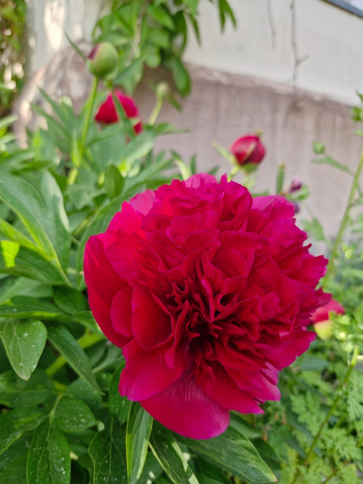 Garden photography session captures flowers, decorative objects across afternoon