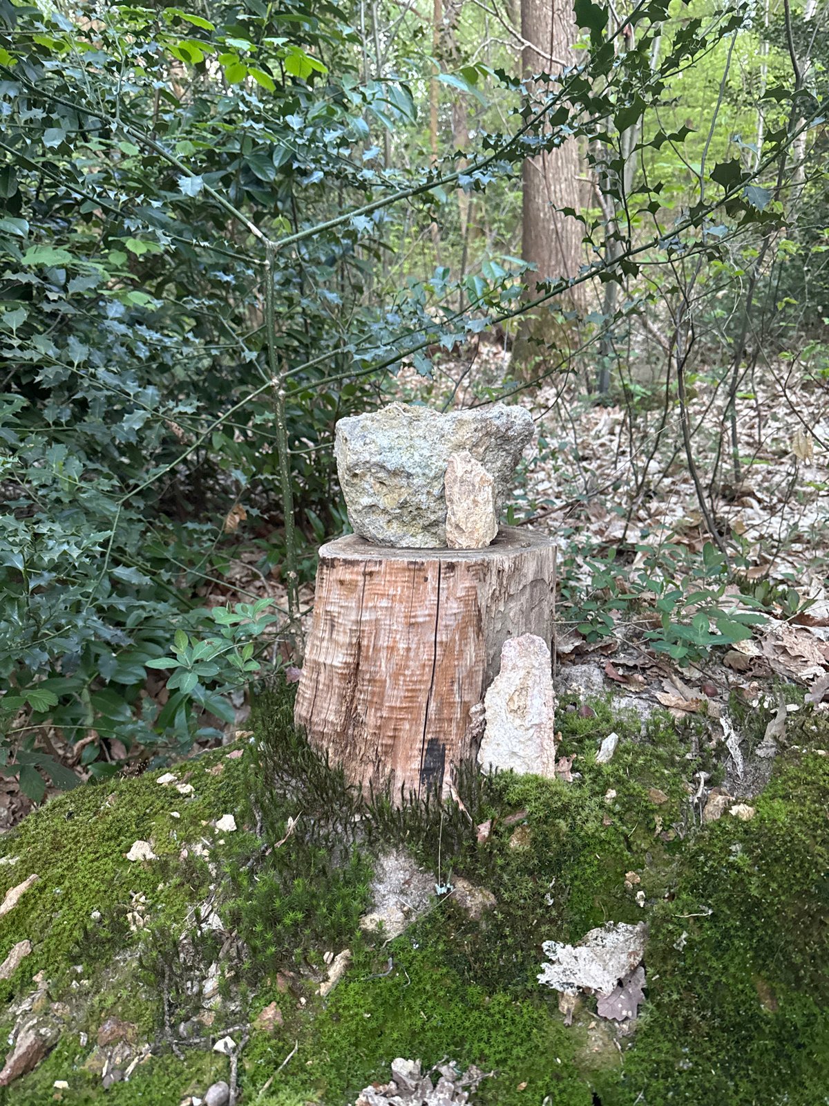 Woodland elements documented in French commune forest setting